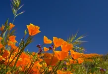 200 plus belles cartes de vœux de printemps