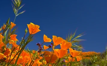 200 plus belles cartes de vœux de printemps