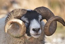 6 animaux esprit Bélier qui représentent parfaitement le signe