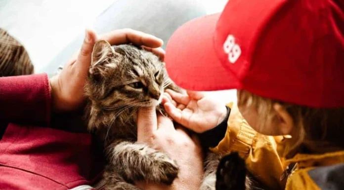 70 citations d’animaux célébrant leur rôle dans nos vies