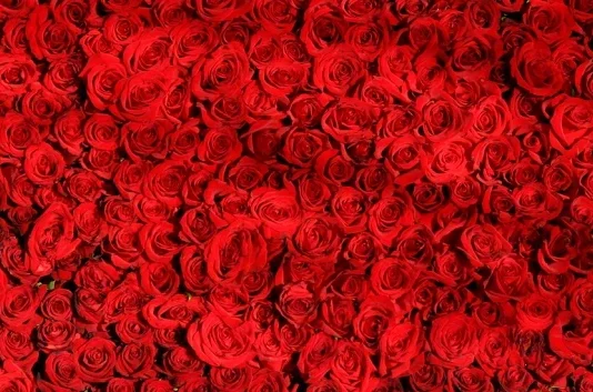 Déclarations d’amour : amusantes, excitées et nostalgiques