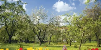 Les citations les plus originales sur le printemps et sa beauté